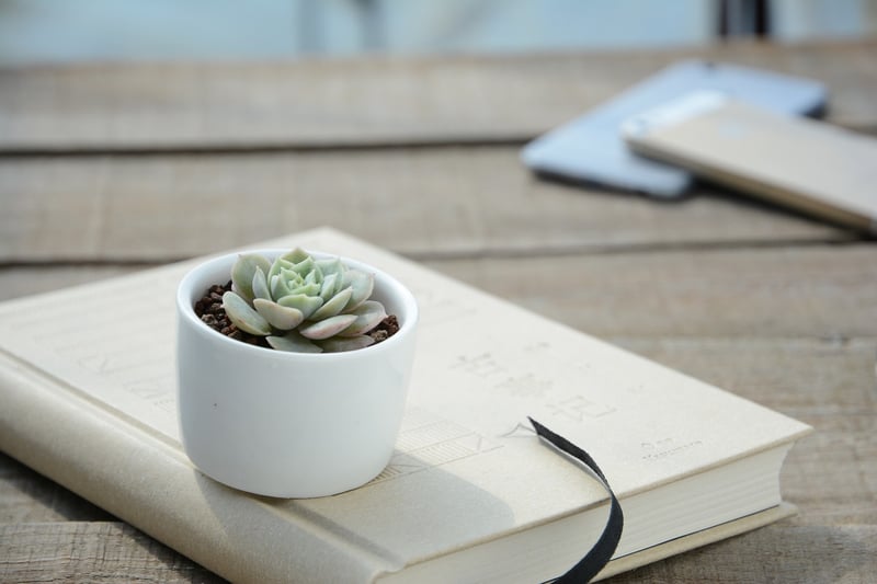 Succulent Plants