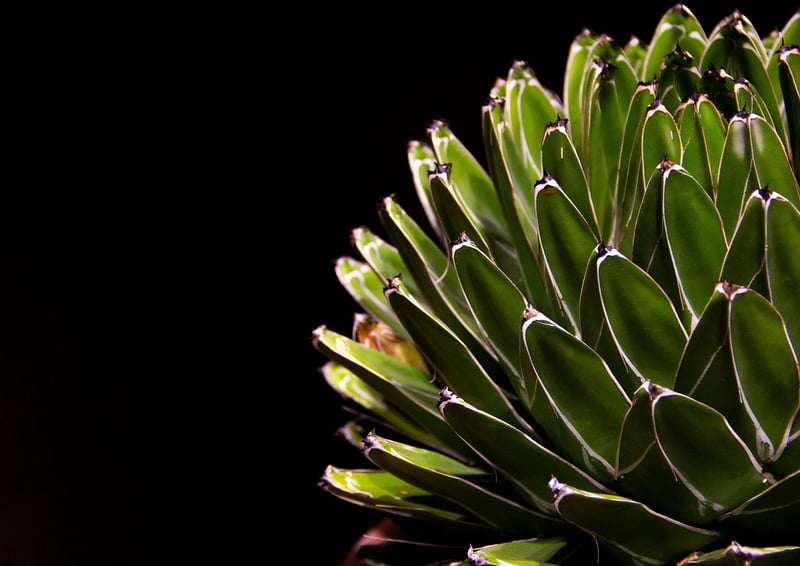 Succulent Frame Vertical Garden